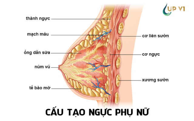 Cấu tạo vú