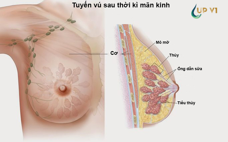 Cấu tạo vú ở phụ nữ sau thời kỳ mãn kinh 