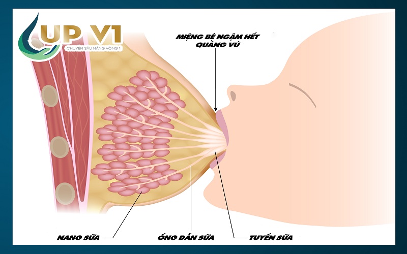 Cấu tạo ngực của phụ nữ