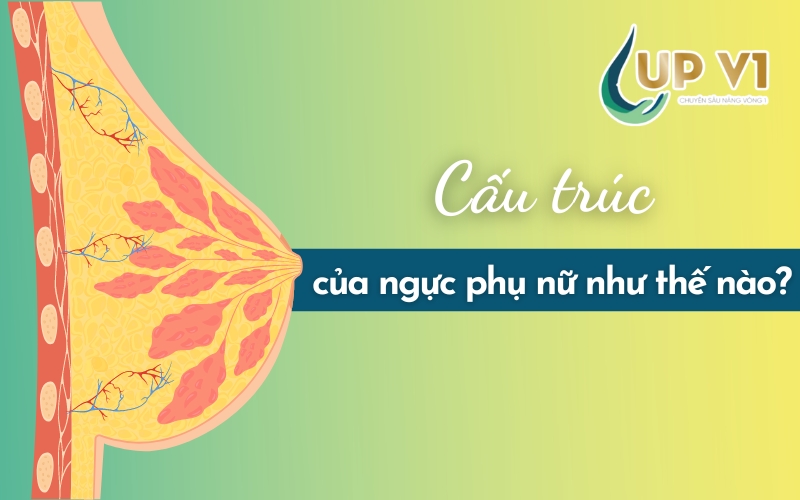 cấu trúc ngực