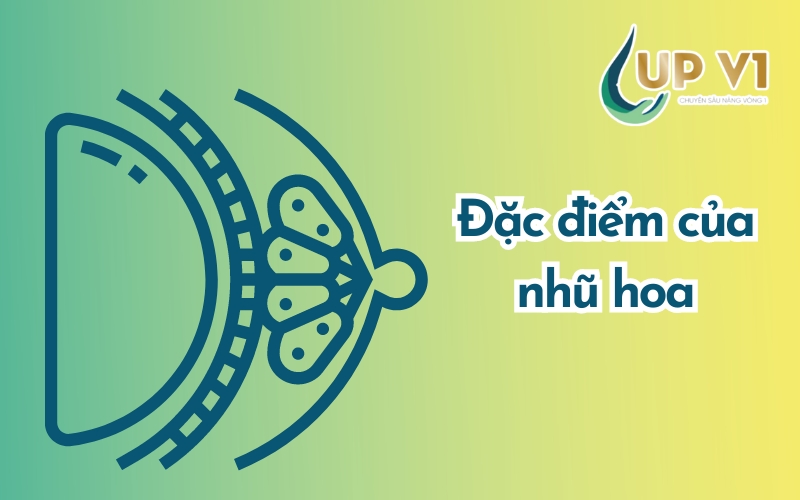 đặc điểm của nhũ hoa